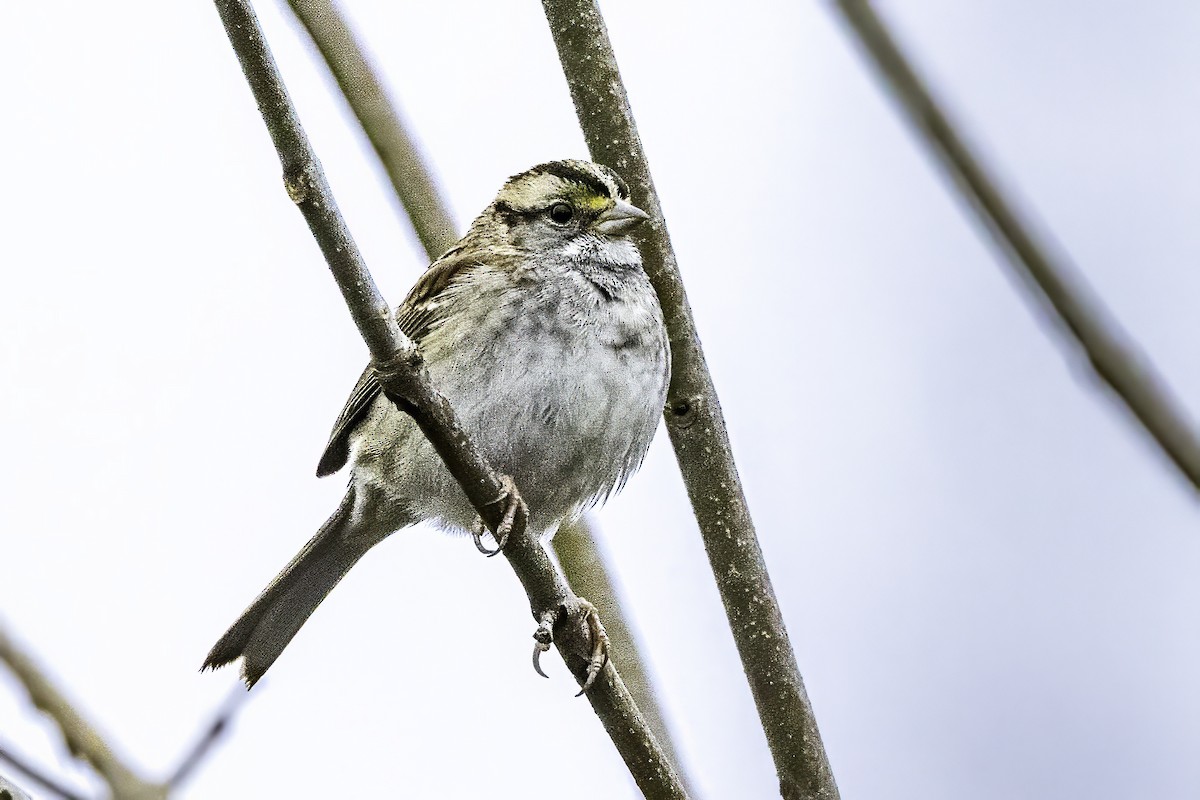 Ak Boğazlı Serçe - ML646763274