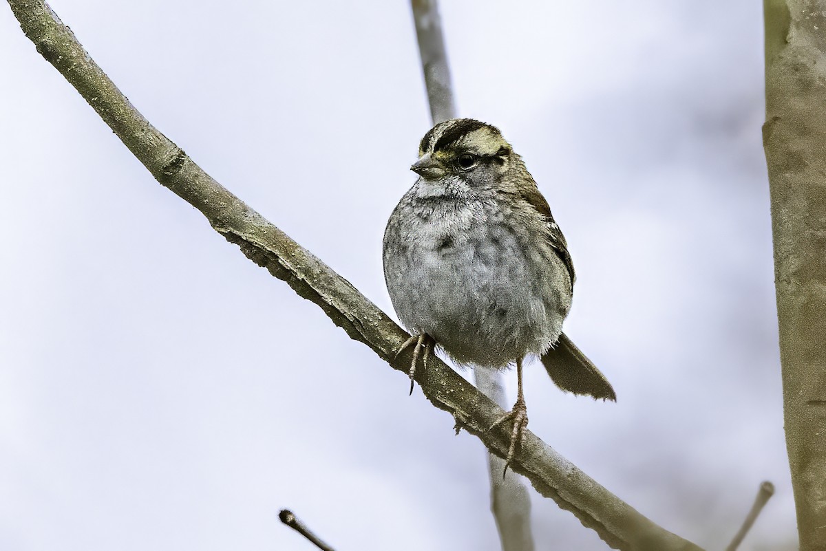 Ak Boğazlı Serçe - ML646763275