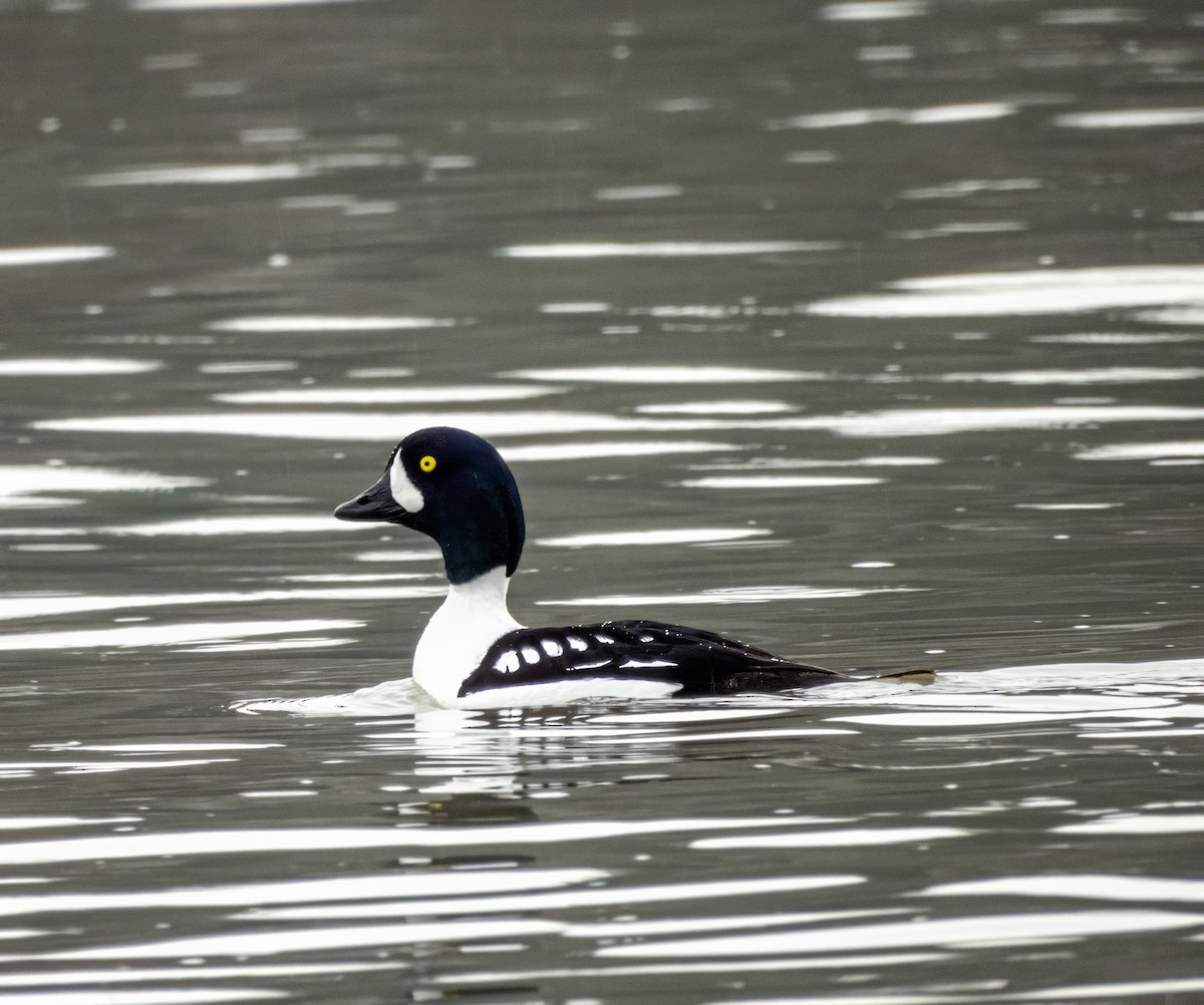 キタホオジロガモ - ML646763276