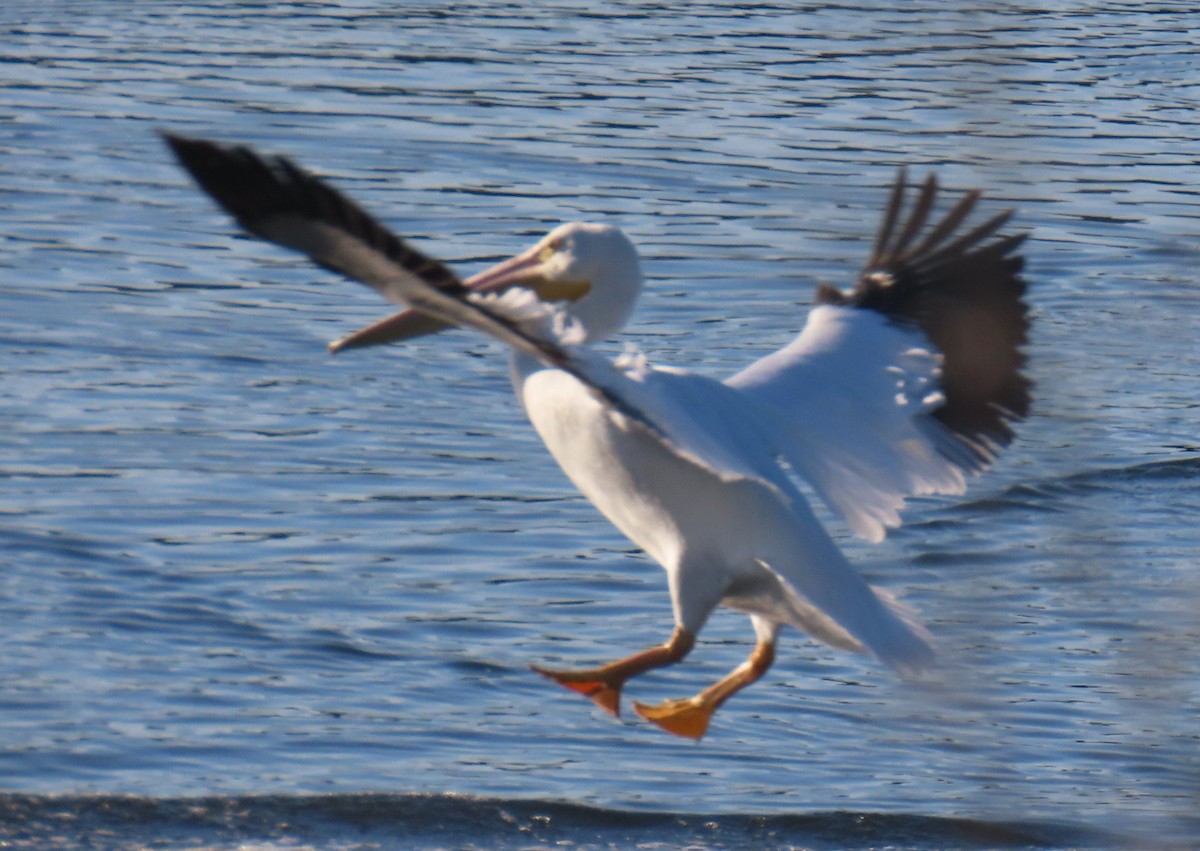 Amerika Pelikanı - ML646763277