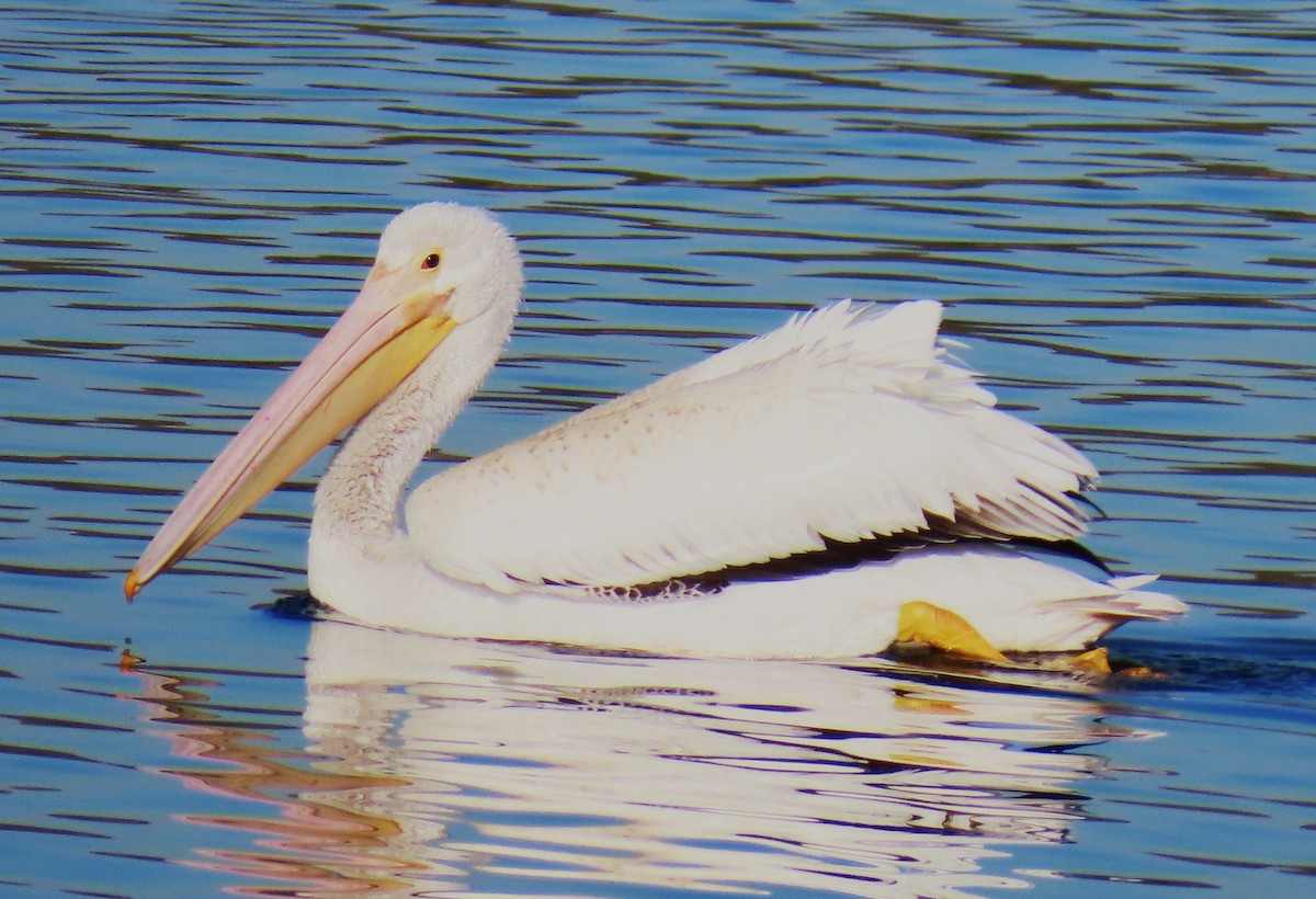 Amerika Pelikanı - ML646763278