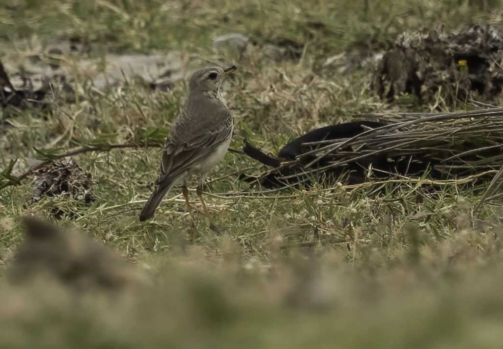 チャイロタヒバリ - ML646763279