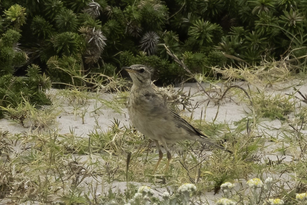 チャイロタヒバリ - ML646763280