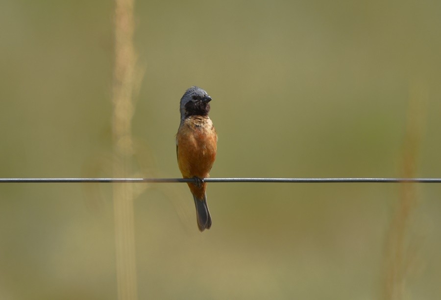 Dark-throated Seedeater - ML646763281