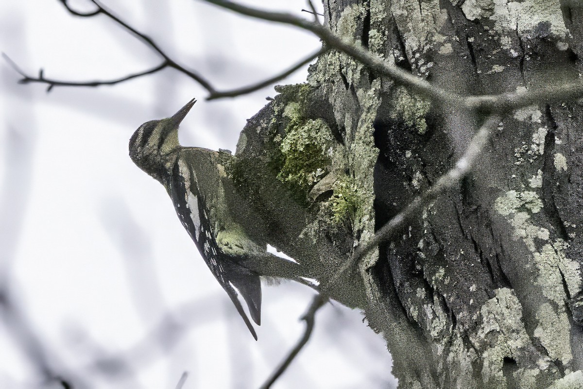 Sarı Karınlı Ağaçkakan - ML646763283