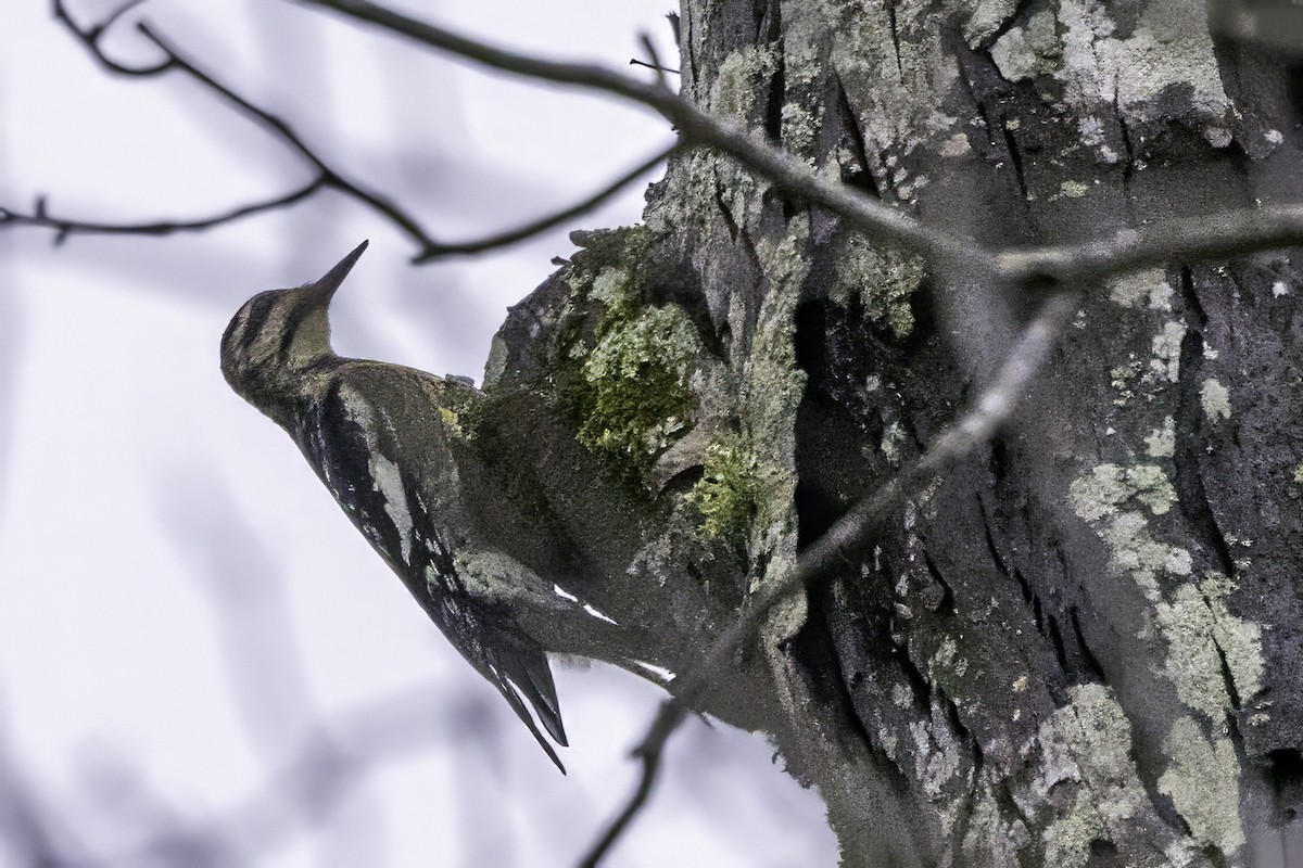 Sarı Karınlı Ağaçkakan - ML646763284