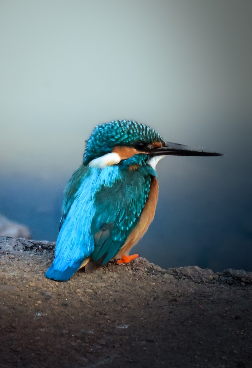 Common Kingfisher - ML646763285