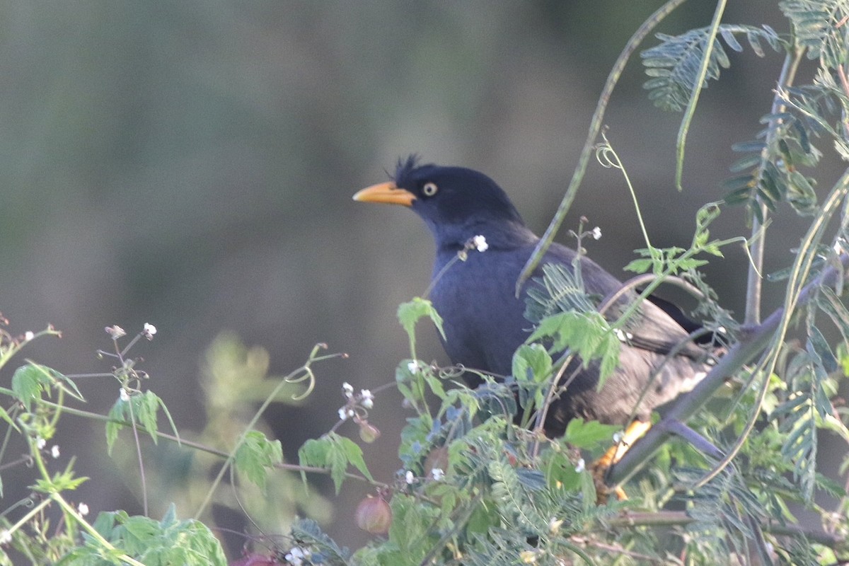 Javan Myna - ML646763286