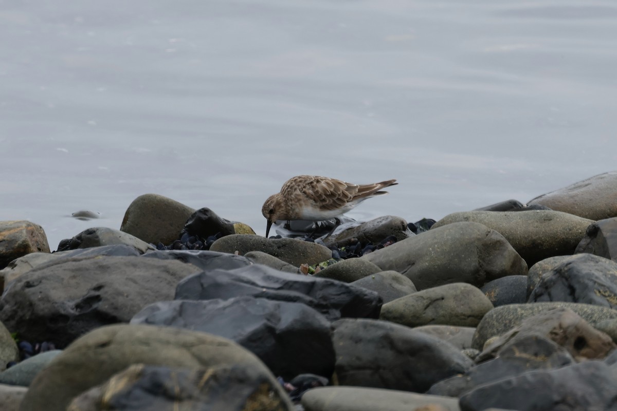 Baird's Sandpiper - ML646763287