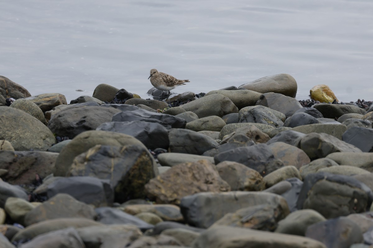 Baird's Sandpiper - ML646763288