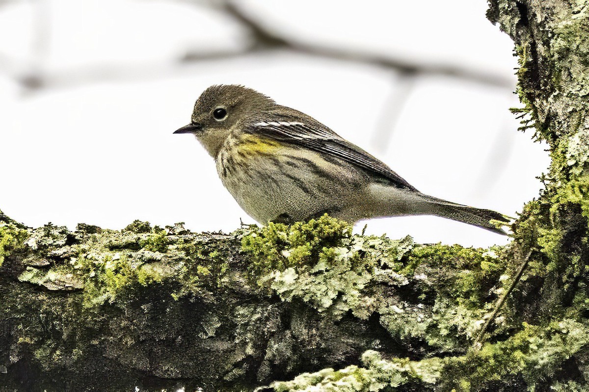 Taçlı Ötleğen (coronata) - ML646763289