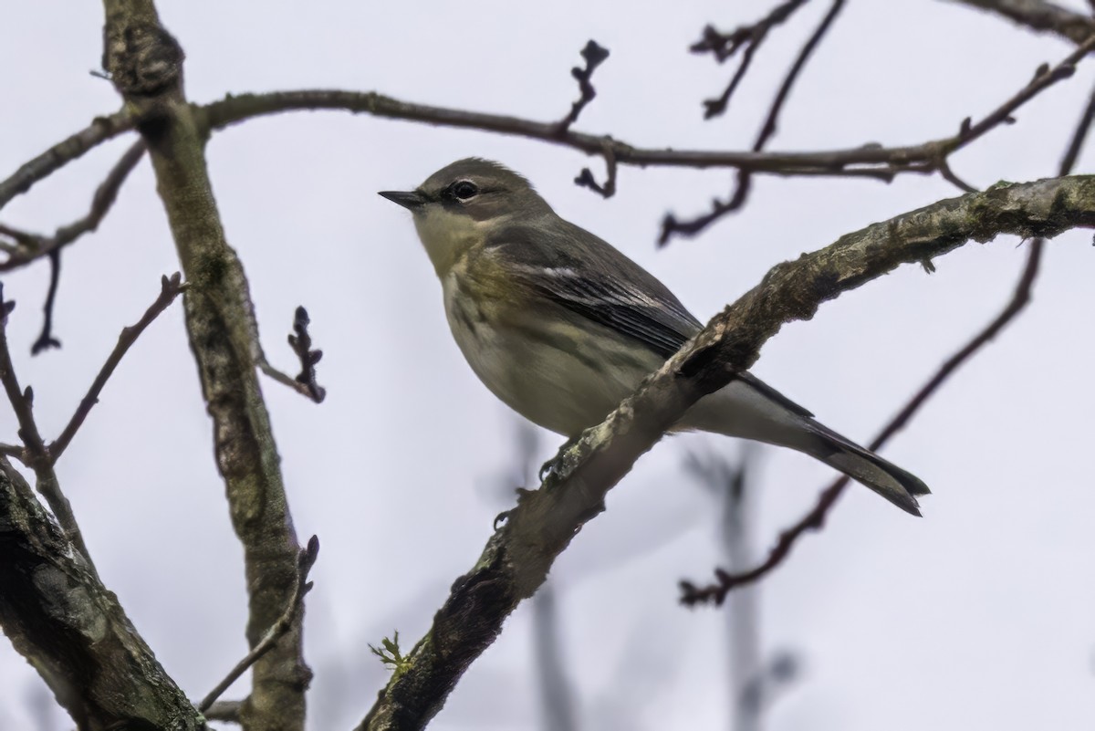 Taçlı Ötleğen (coronata) - ML646763290