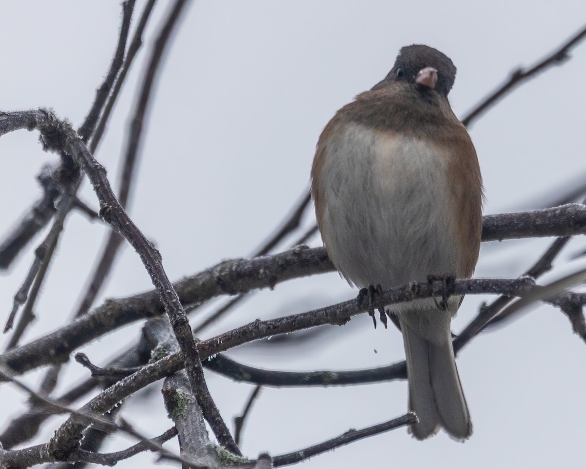 Dark-eyed Junco - ML646763291
