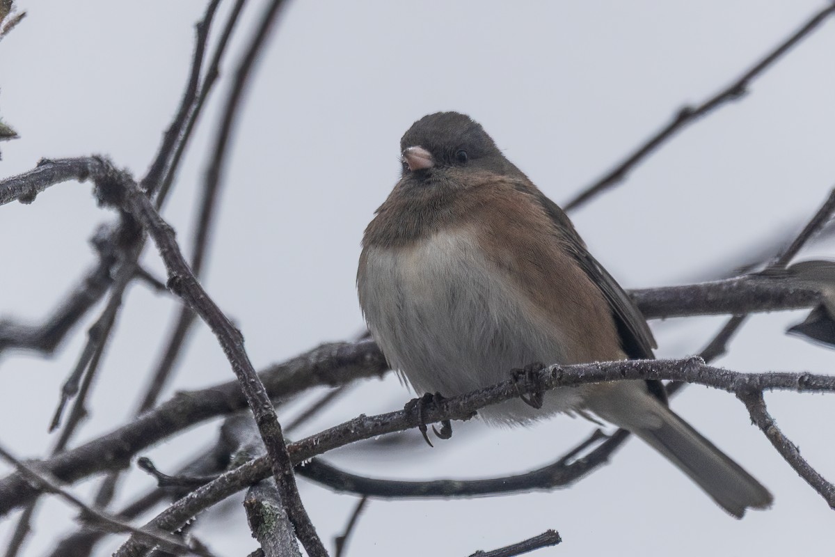Dark-eyed Junco - ML646763292