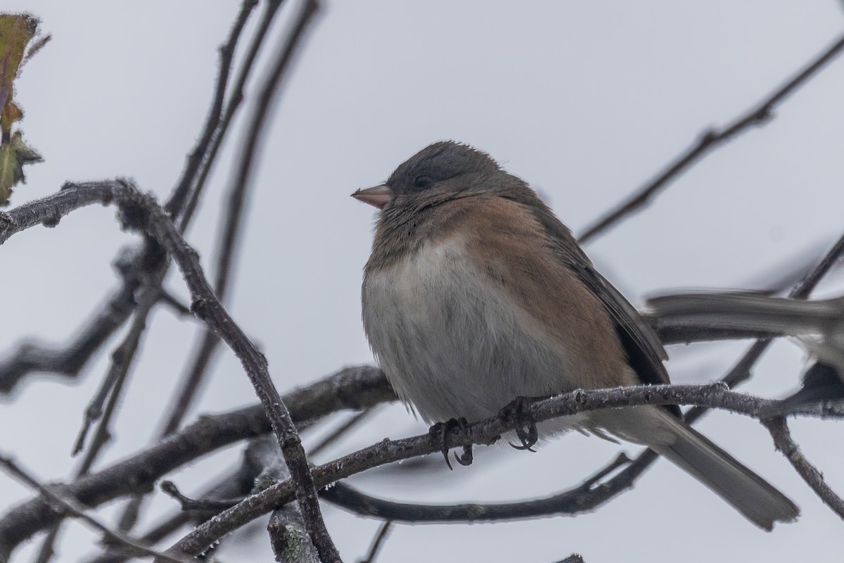 Dark-eyed Junco - ML646763293