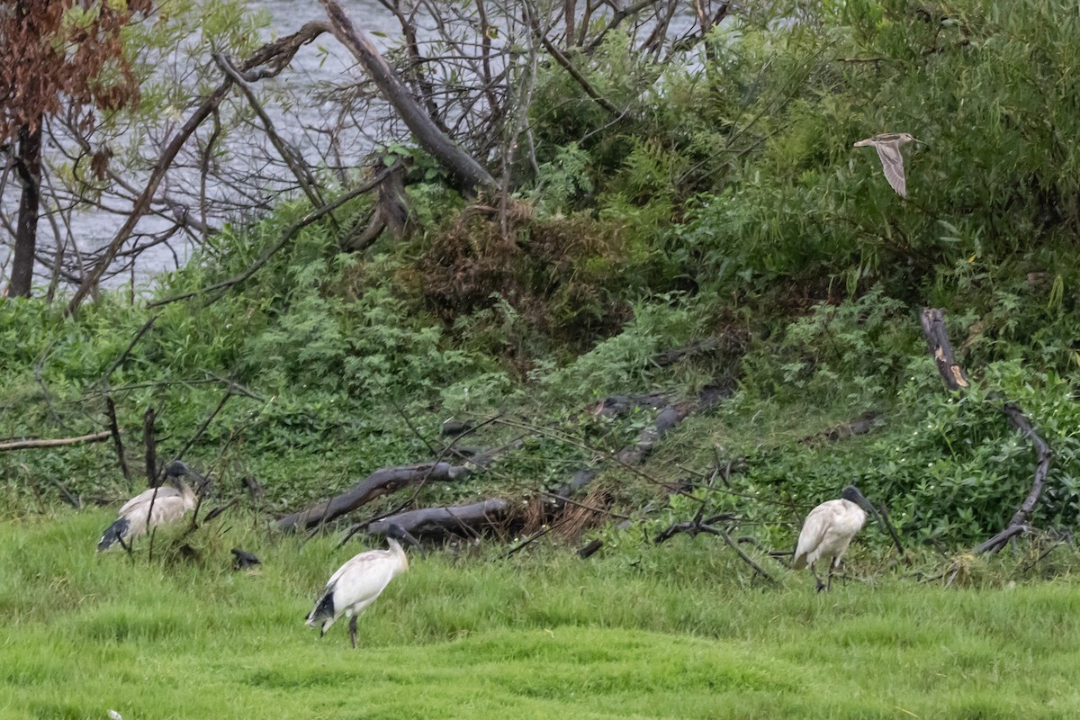Australian Ibis - ML646763294