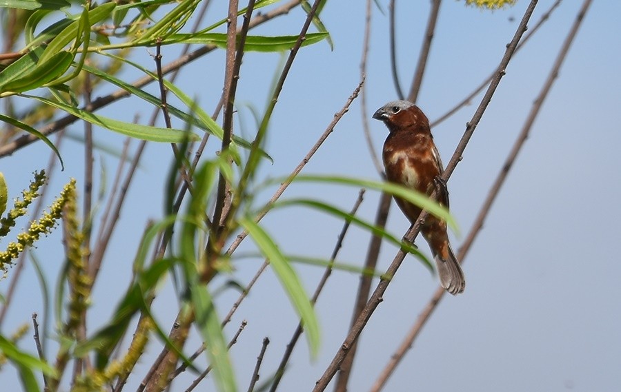 Chestnut Seedeater - ML646763295