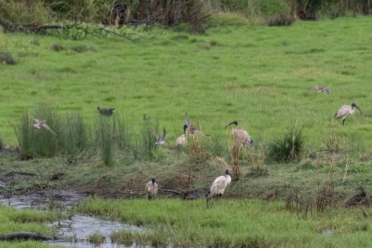 Australian Ibis - ML646763296