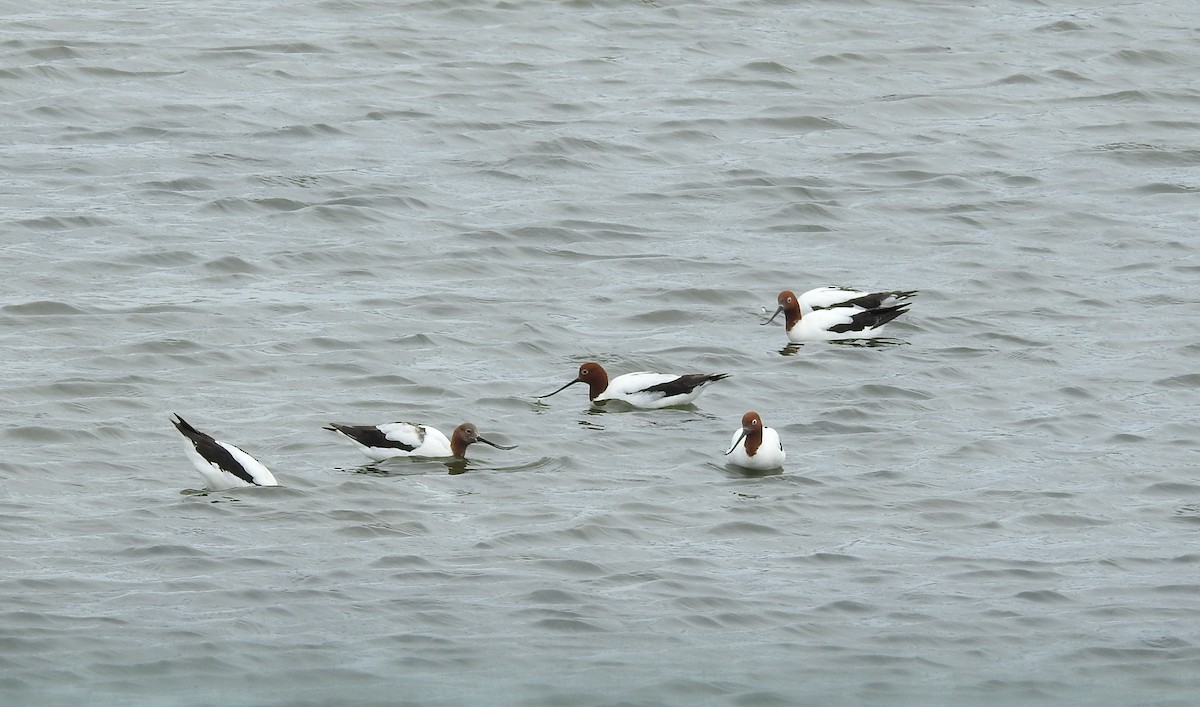 Red-necked Avocet - ML646763298