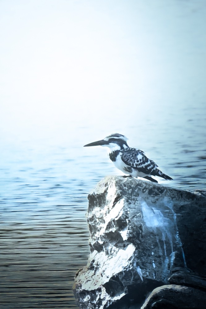 Pied Kingfisher - ML646763299