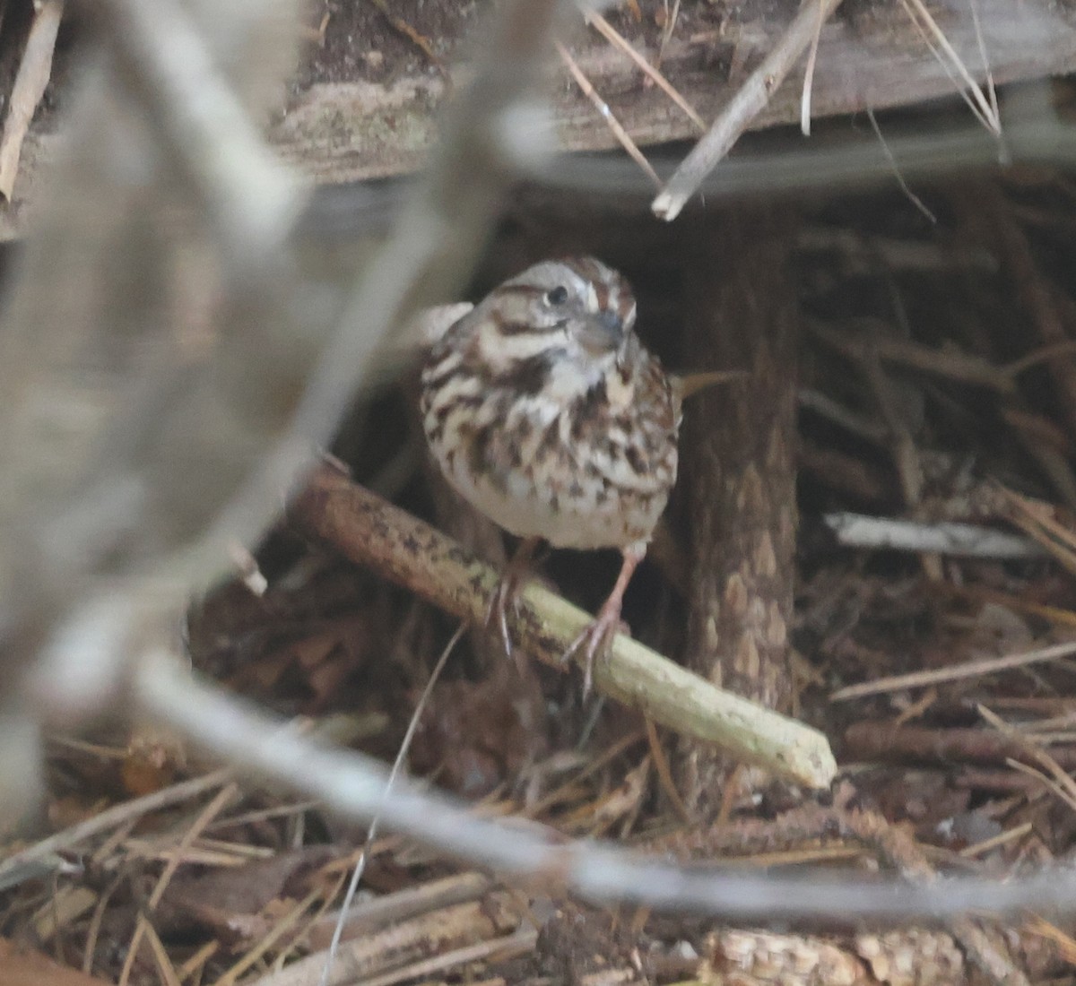 Song Sparrow - ML646763301