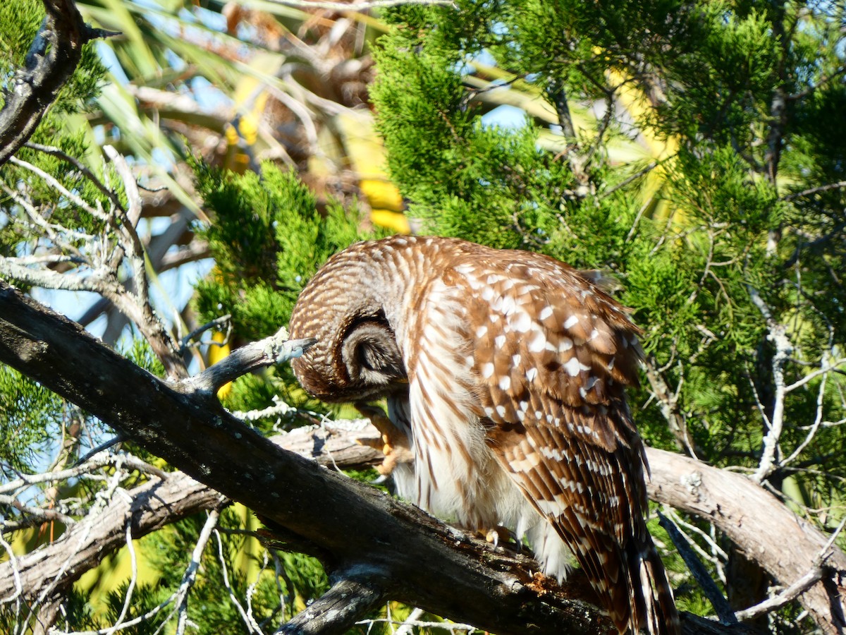 Barred Owl - ML646763303