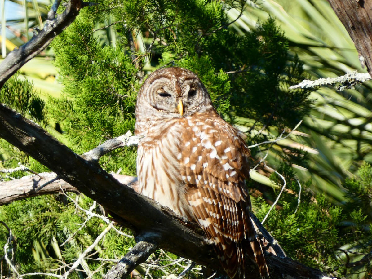 Barred Owl - ML646763304