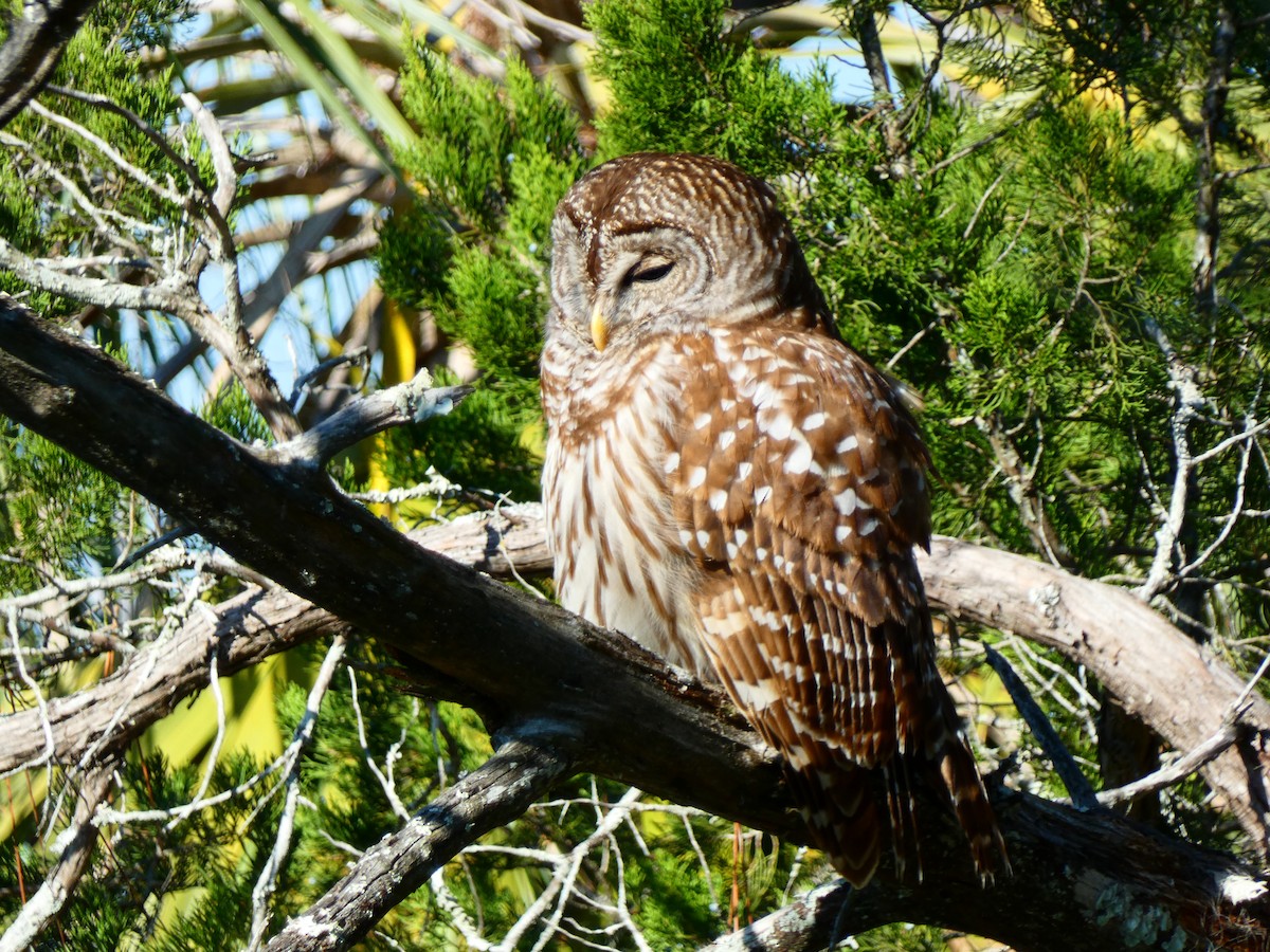 Barred Owl - ML646763305