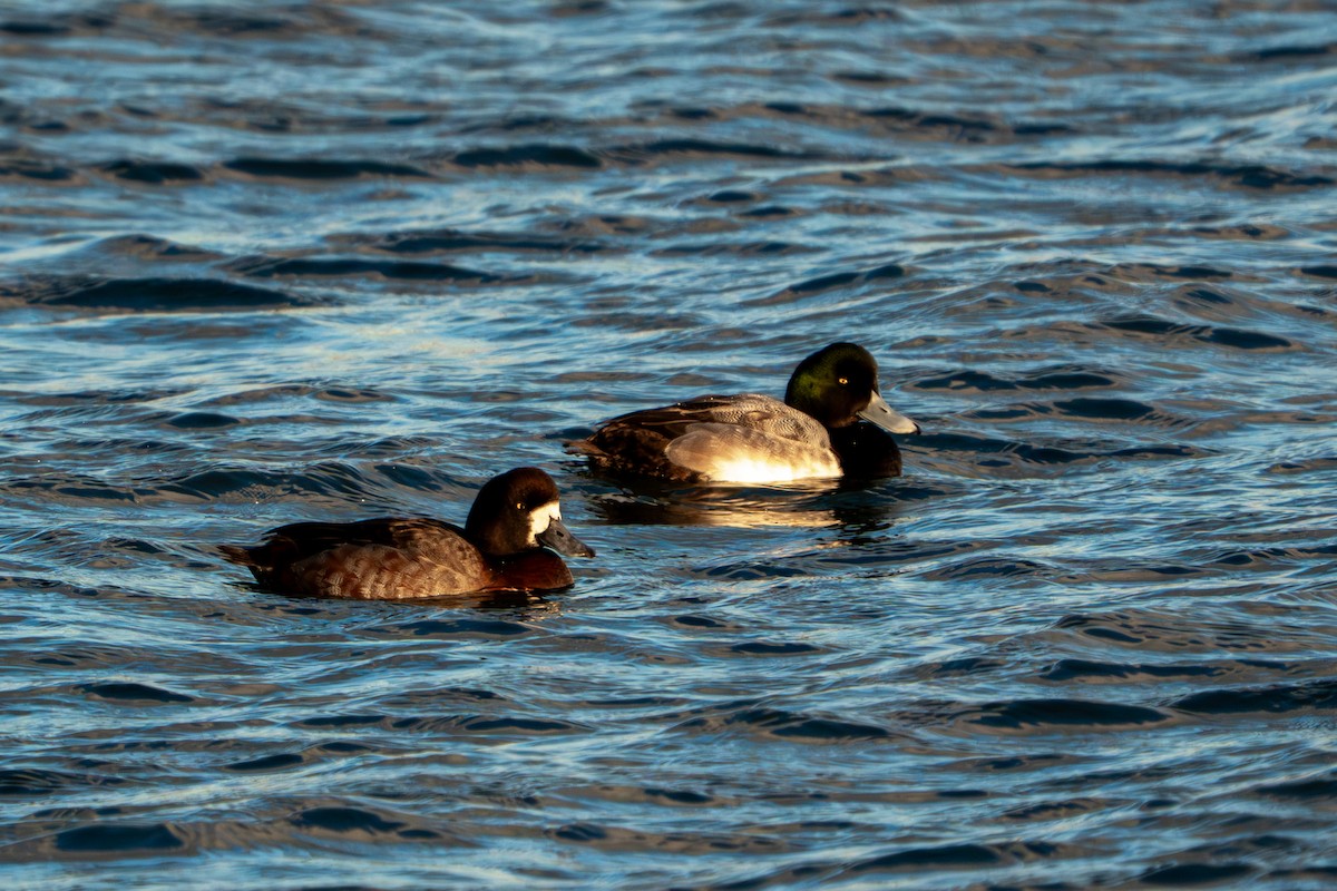 Greater Scaup - ML646763306