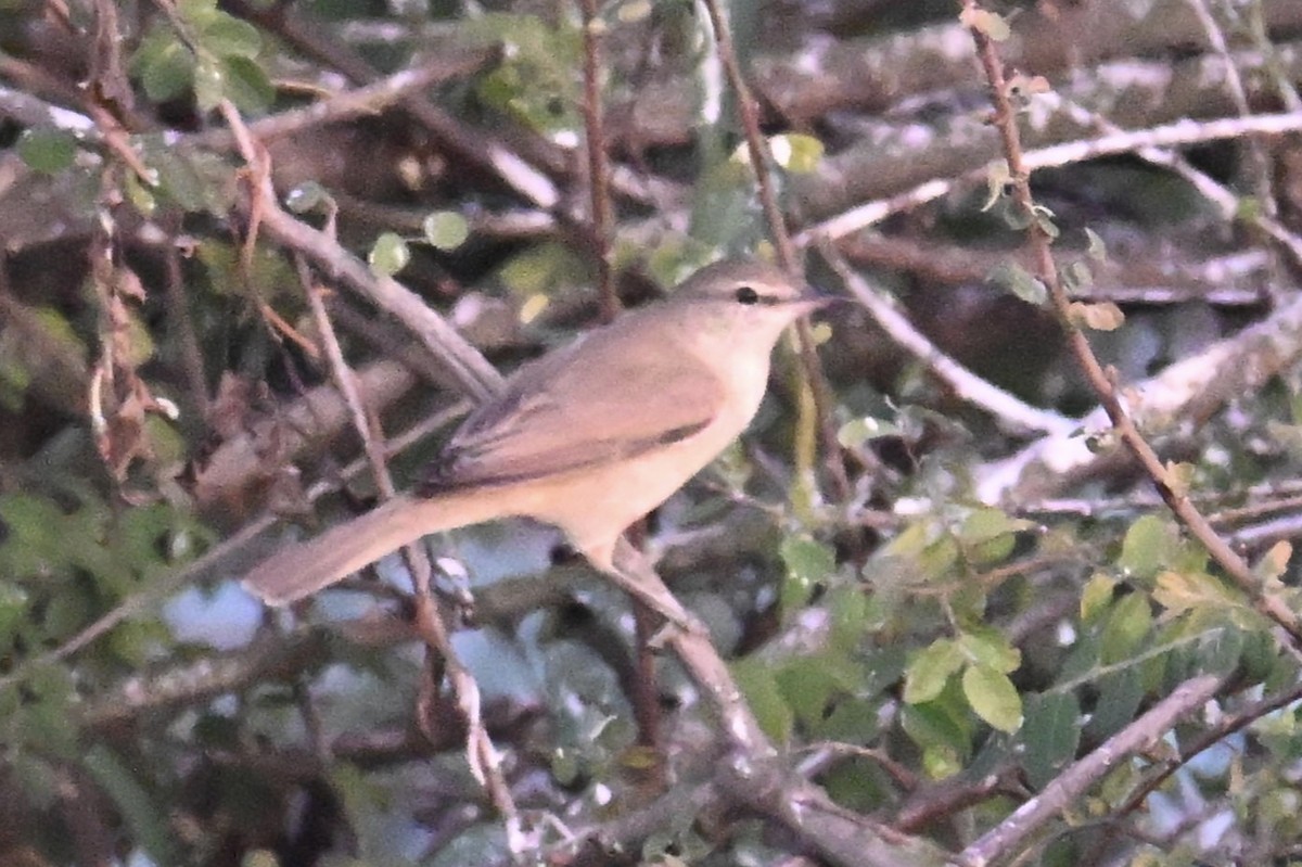 Clamorous Reed Warbler - ML646763307