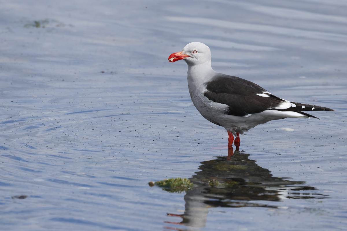 Dolphin Gull - ML646763308