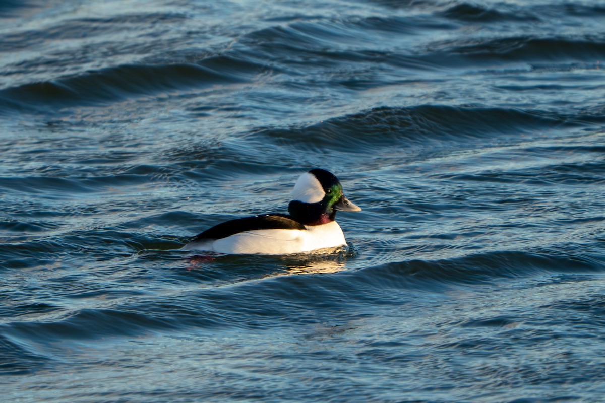 Bufflehead - ML646763309