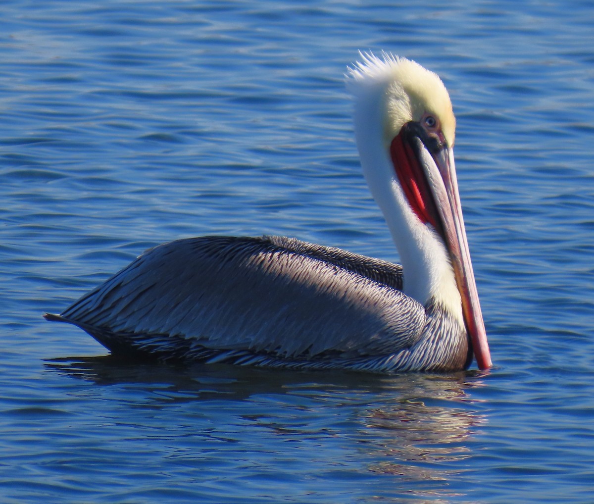 Brown Pelican - ML646763310