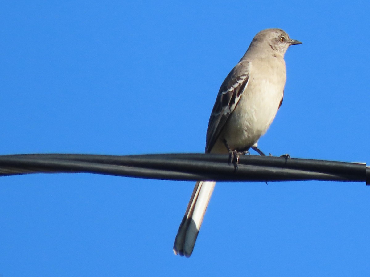 Northern Mockingbird - ML646763312