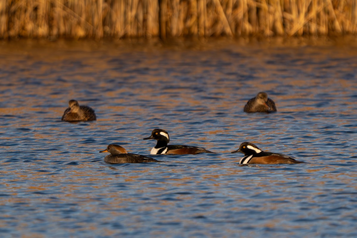 Hooded Merganser - ML646763313