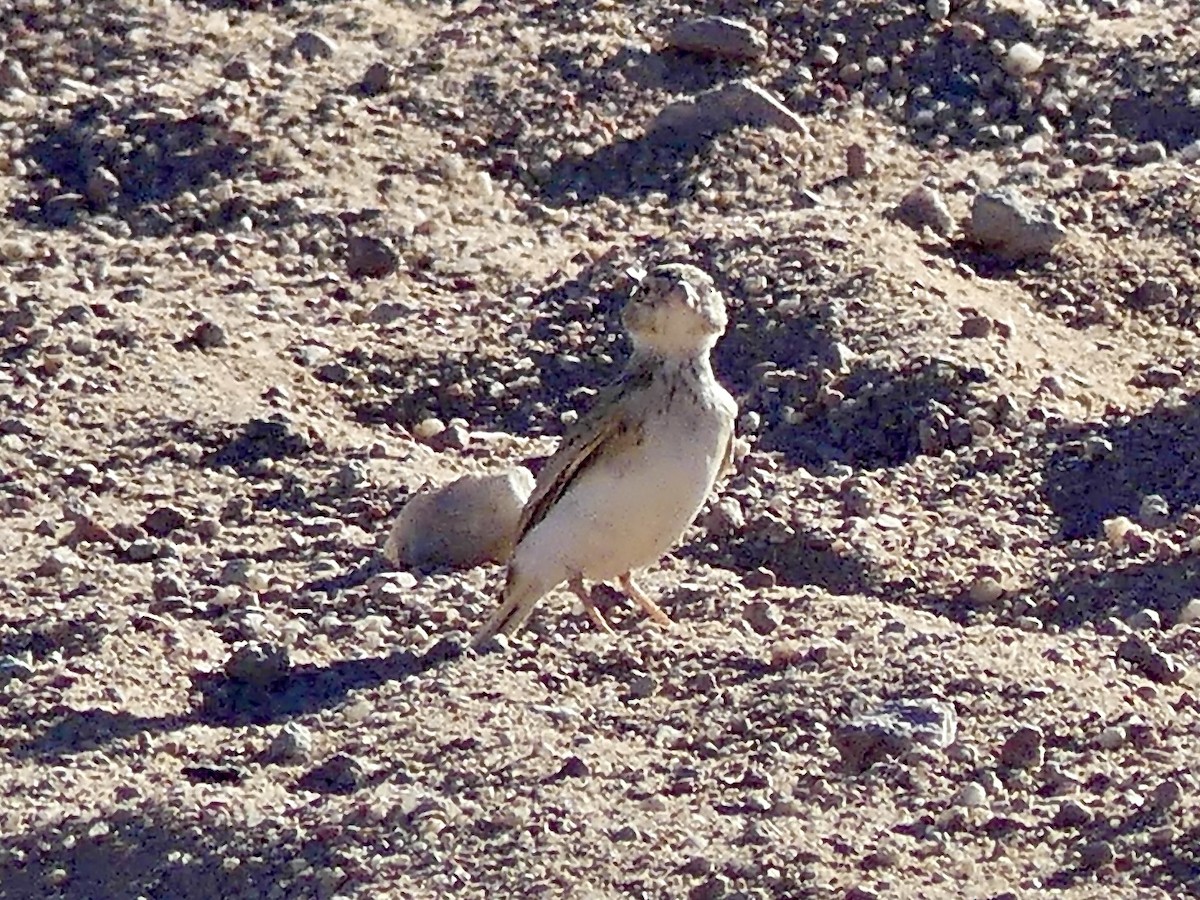 Sabota Lark (Bradfield's) - ML646763315