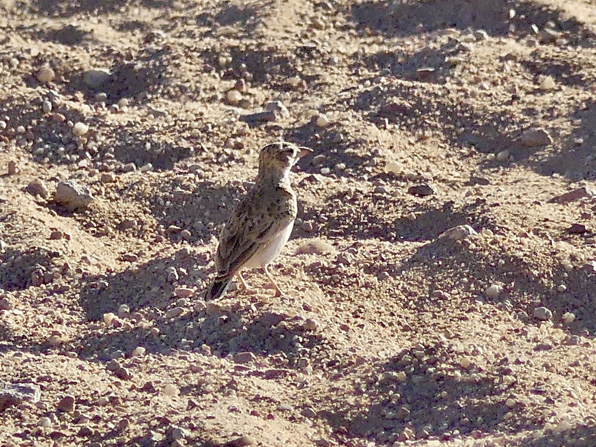 Sabota Lark (Bradfield's) - ML646763316