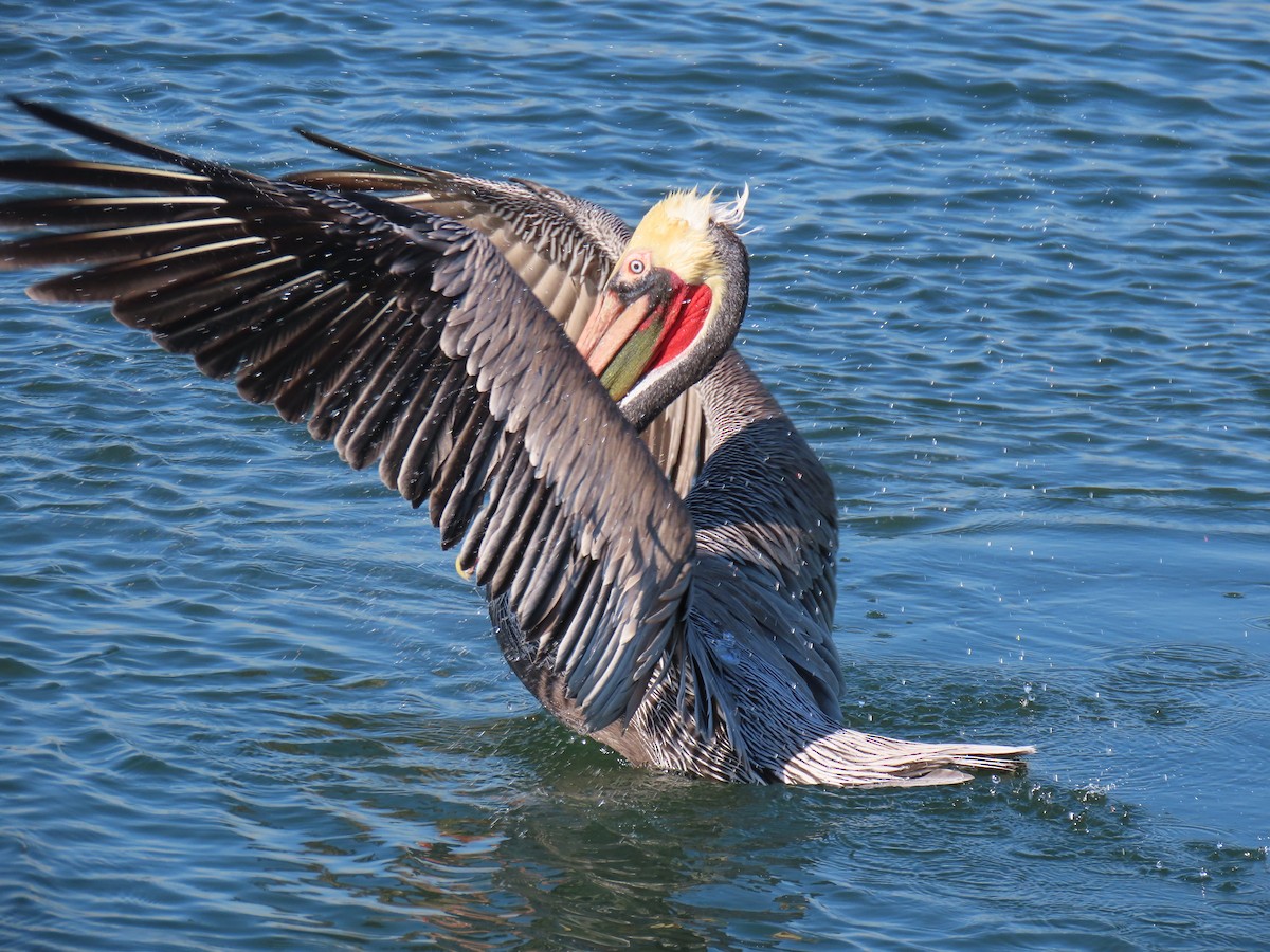 Brown Pelican - ML646763317