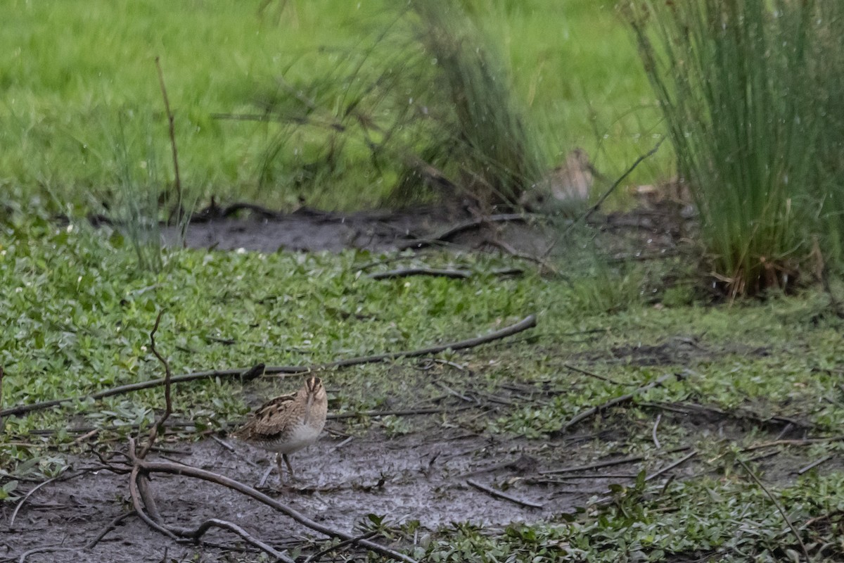Latham's Snipe - ML646763318