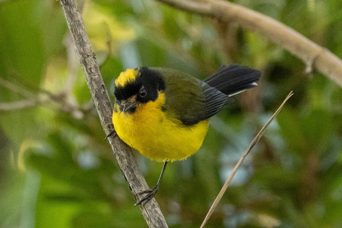 Candelita Coronigualda - ML646763321