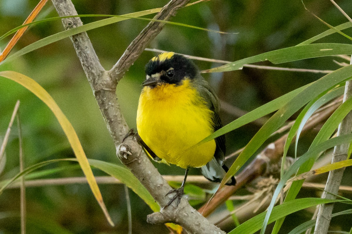 Candelita Coronigualda - ML646763322