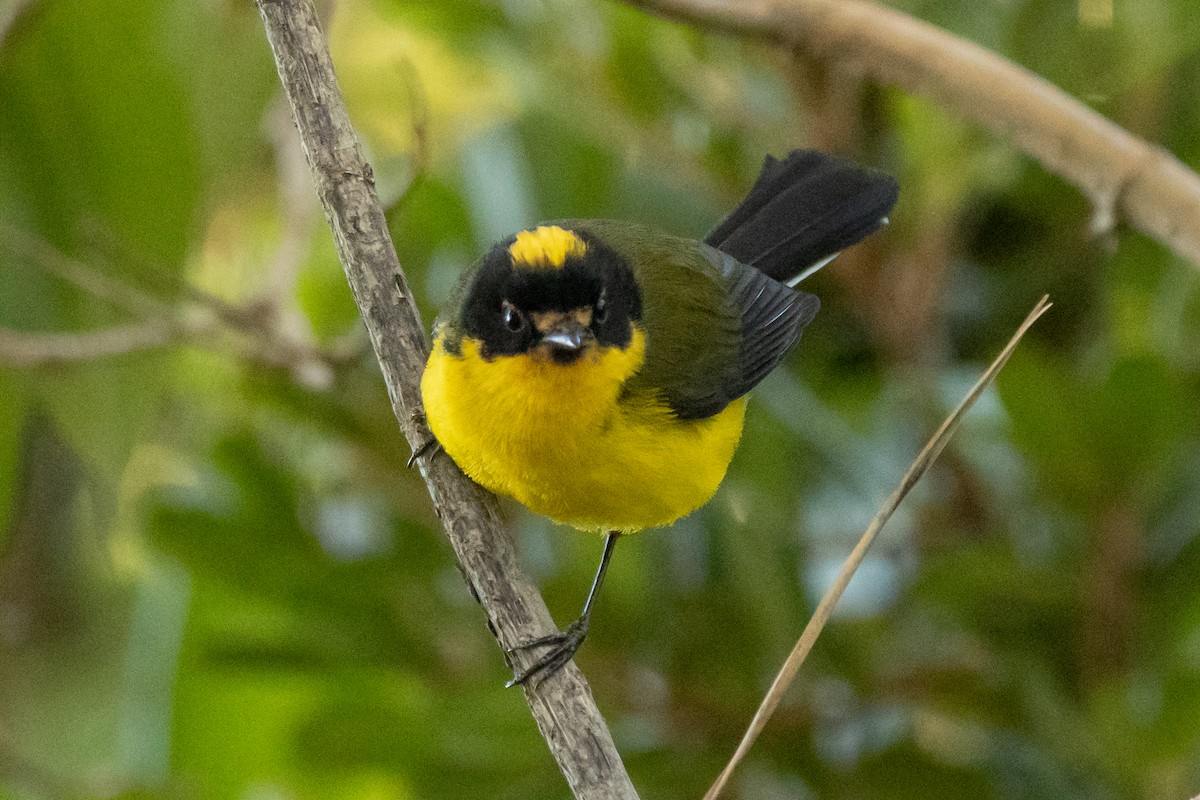 Candelita Coronigualda - ML646763323