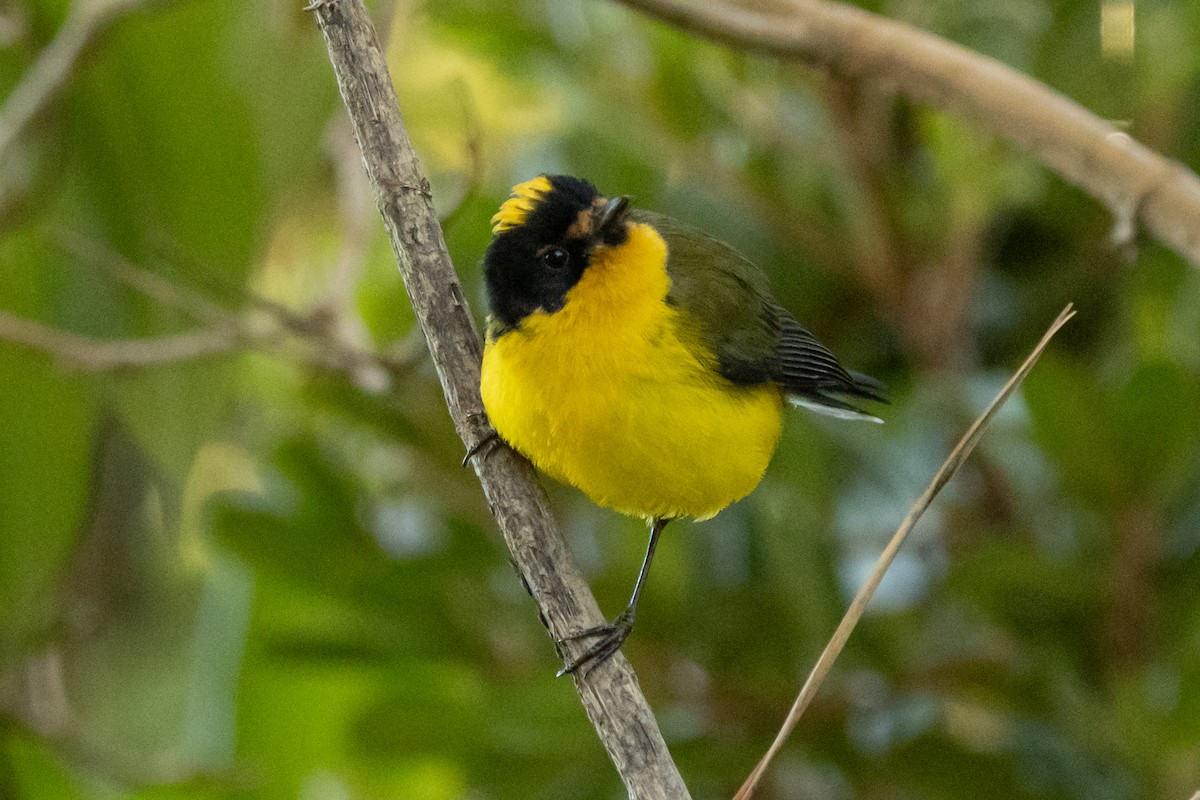 Candelita Coronigualda - ML646763324