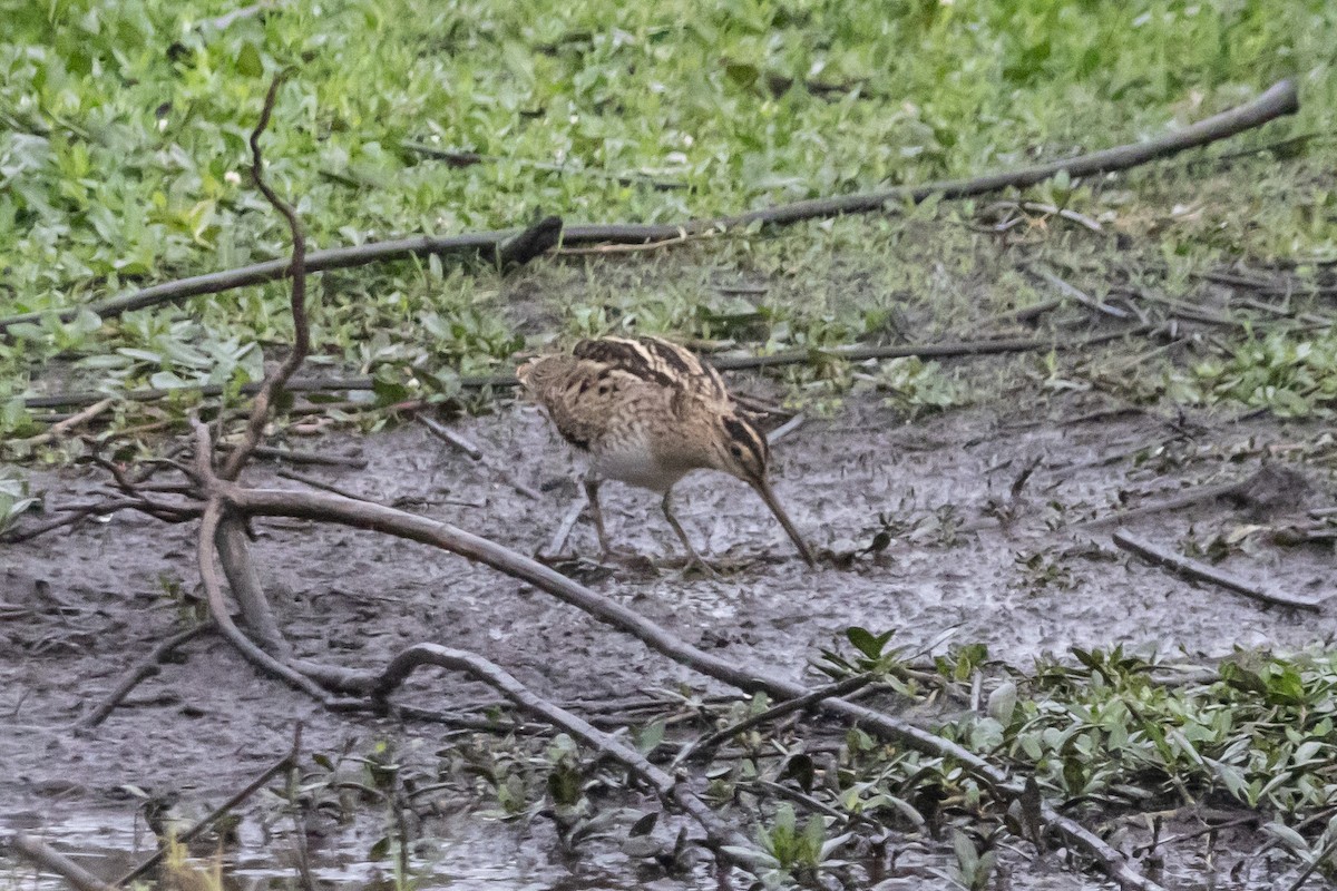 Latham's Snipe - ML646763325