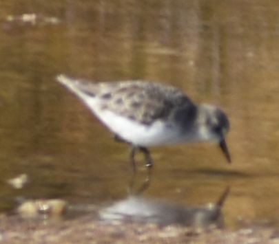 Little Stint - ML646763329