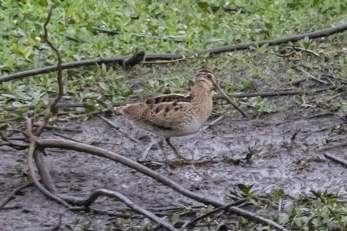 Latham's Snipe - ML646763330