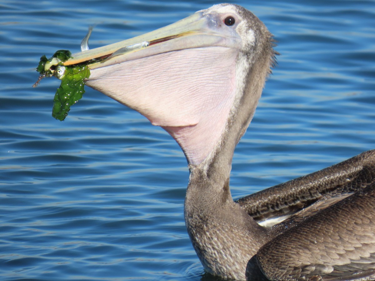 カッショクペリカン - ML646763331