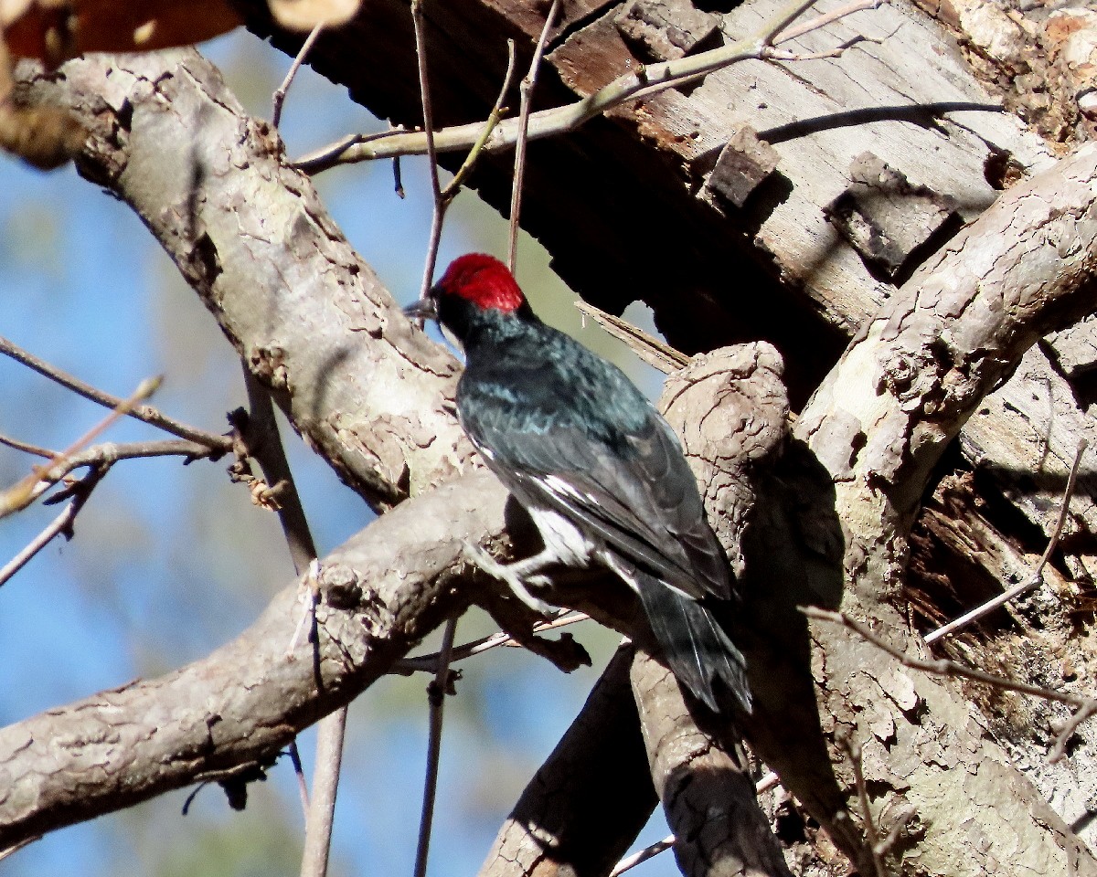Acorn Woodpecker - ML646763334