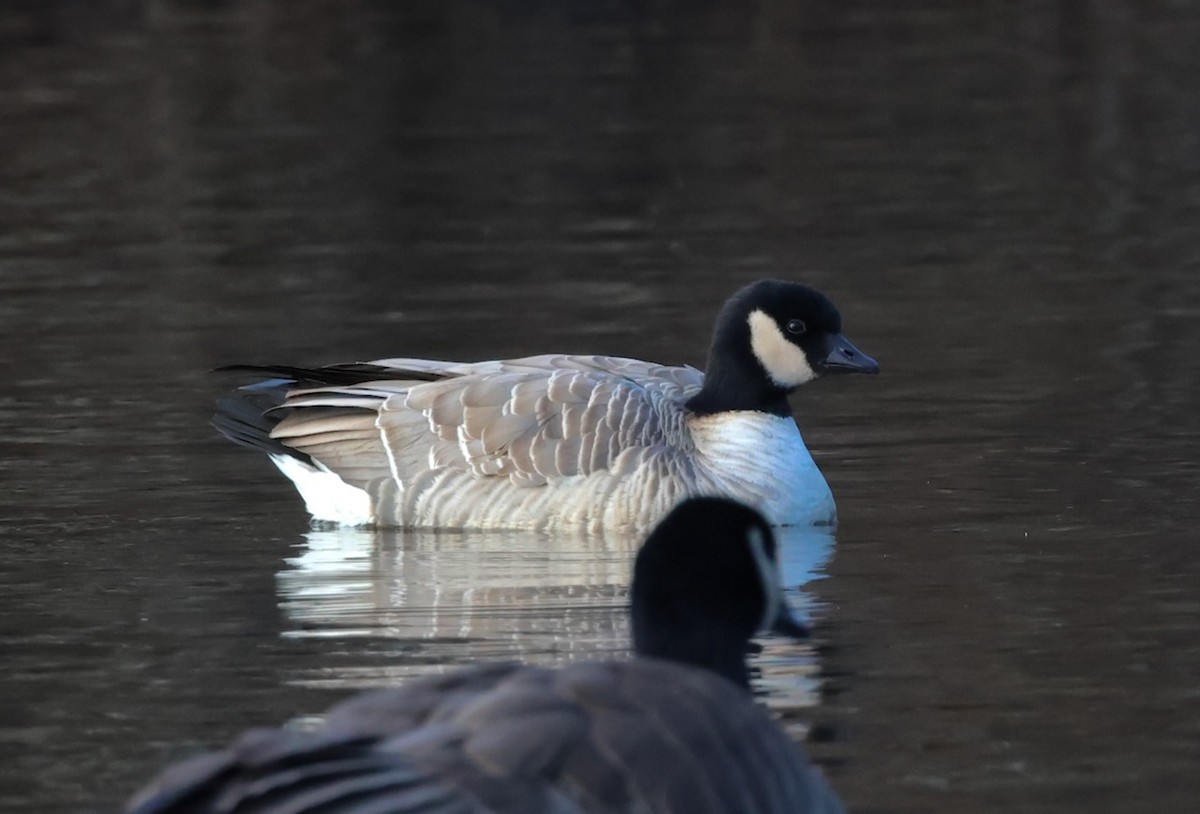Cackling Goose - ML646763335