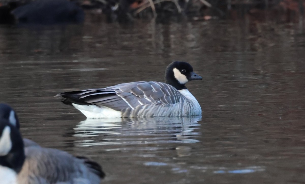 Cackling Goose - ML646763336